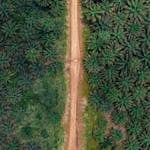 A top-down drone shot of a dirt road cutting through a dense palm tree plantation.
